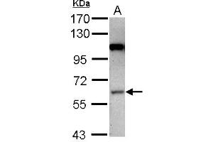 Image no. 2 for anti-Mitogen-Activated Protein Kinase Kinase Kinase 3 (MAP3K3) (Internal Region) antibody (ABIN1496076) (MAP3K3 antibody  (Internal Region))