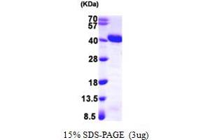 SDS-PAGE (SDS) image for Apurinic/Apyrimidinic Endonuclease 1 (APEX1) (AA 1-318) protein (T7 tag) (ABIN667332) (APEX1 Protein (AA 1-318) (T7 tag))