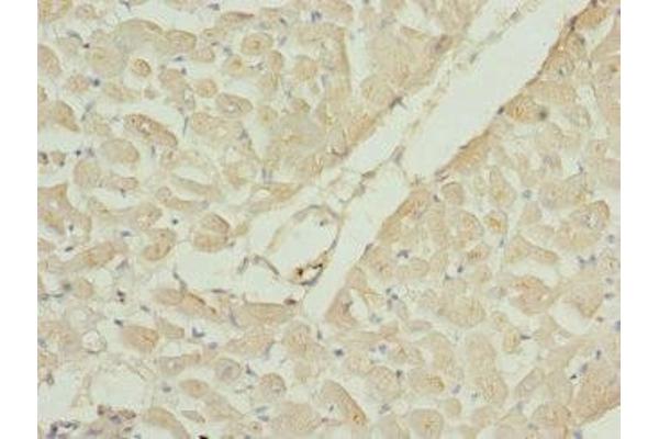 RAC3 antibody  (AA 1-192)