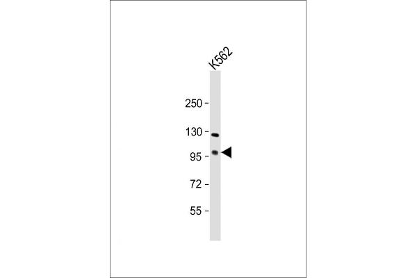Foxk1 antibody  (C-Term)