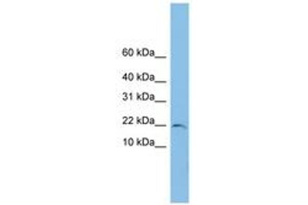 TRAPPC1 antibody  (AA 35-84)