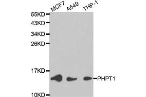 Western blot analysis of extracts of various cell lines, using PHPT1 antibody (ABIN6292129) at 1:1000 dilution. (PHPT1 antibody)