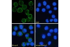 Immunofluorescence staining of fixed U937 cells with anti-CD64 antibody H22. (Recombinant FCGR1A antibody)