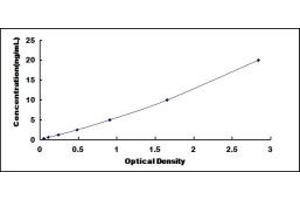 Typical standard curve (ADAM19 ELISA Kit)