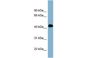 WB Suggested Anti-ITPK1 Antibody Titration: 0. (ITPK1 antibody  (Middle Region))
