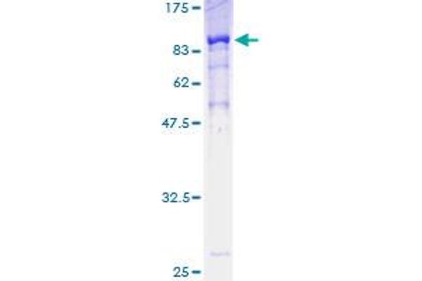 POLA2 Protein (AA 1-598) (GST tag)