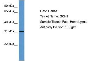 Host: Rabbit Target Name: GCH1 Sample Tissue: Human Fetal Heart Antibody Dilution: 1ug/ml (GCH1 antibody  (N-Term))