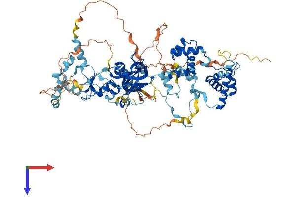 MTA1 Protein (AA 1-715) (His tag)
