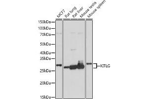 Western blot analysis of extracts of various cell lines, using KITLG antibody (ABIN6128159, ABIN6142901, ABIN6142902 and ABIN6221323) at 1:1000 dilution. (KIT Ligand antibody  (AA 26-214))
