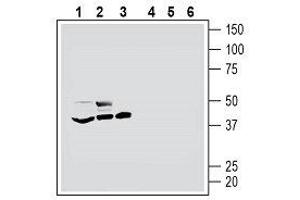 Western blot analysis of mouse BV-2 microglia cell line lysate (lanes 1 and 4), human THP-1 monocytic leukemia cell line lysate (lanes 2 and 5) and human MEG-01 megakaryoblastic leukemia cell line lysate (lanes 3 and 6): - 1-3. (HTR7 antibody  (Extracellular, N-Term))
