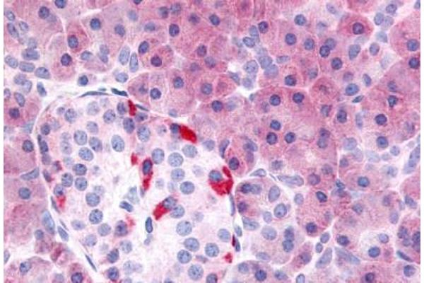 PDE7B antibody  (Internal Region)