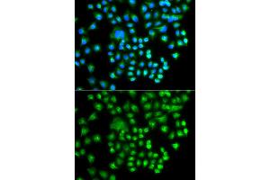 Immunofluorescence analysis of A549 cells using PRKACG antibody (ABIN5975722). (PRKACG antibody)