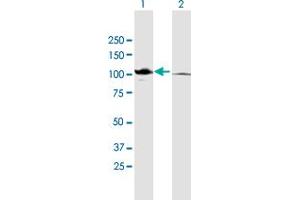 Western Blot analysis of CTNNA2 expression in transfected 293T cell line by CTNNA2 MaxPab polyclonal antibody. (CTNNA2 antibody  (AA 1-905))