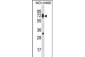 Mouse Csrnp2 Antibody (N-term) (ABIN1539328 and ABIN2850074) western blot analysis in NCI- cell line lysates (35 μg/lane).