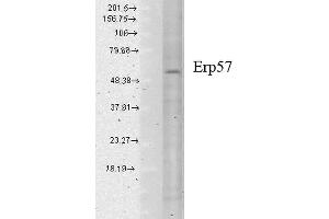 Western Blot analysis of Human cell lysates showing detection of Erp57 protein using Mouse Anti-Erp57 Monoclonal Antibody, Clone Map. (PDIA3 antibody  (PerCP))