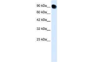 WB Suggested Anti-THRAP5 Antibody Titration:  0. (MED16 antibody  (C-Term))