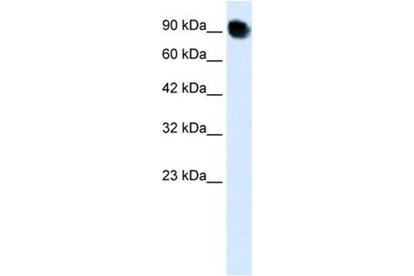 MED16 anticorps  (C-Term)