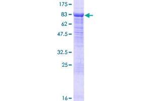 HDAC10 Protein (AA 1-669) (GST tag)