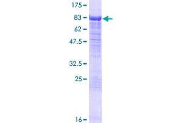 HDAC10 Protein (AA 1-669) (GST tag)