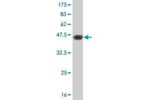 Western Blot detection against Immunogen (38. (PIP5K1B antibody  (AA 201-310))