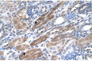 Human kidney (KIAA0319 antibody  (N-Term))