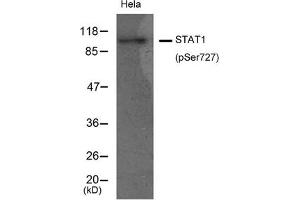 Western blot analysis of extracts from Hela cells using STAT1(Phospho-Ser727) Antibody. (STAT1 antibody  (pSer727))