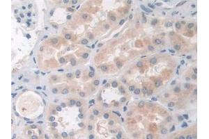 Immunohistochemistry (IHC) image for anti-Coagulation Factor II (Thrombin) Receptor-Like 3 (F2RL3) (AA 48-385) antibody (ABIN7431131)