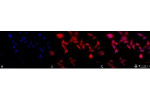 Immunocytochemistry/Immunofluorescence analysis using Rat Anti-TCP1-alpha Monoclonal Antibody, Clone 91a . (TCP1 alpha/CCTA antibody  (C-Term) (PerCP))