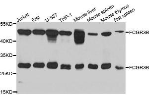 Western blot analysis of extracts of various cell lines, using FCGR3B antibody (ABIN5975220) at 1/1000 dilution.