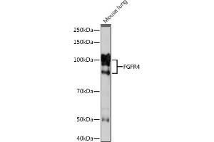 Western blot analysis of extracts of Mouse lung, using FGFR4 Rabbit mAb (ABIN7267193) at 1:1000 dilution. (FGFR4 antibody)