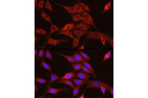 Immunofluorescence analysis of NIH/3T3 cells using TRIM4 Rabbit pAb (ABIN7270999) at dilution of 1:250 (40x lens). (TRIM4 antibody  (AA 1-280))