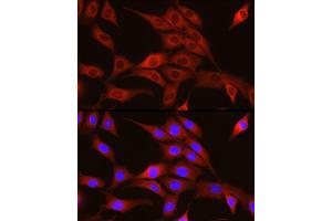 Immunofluorescence analysis of NIH/3T3 cells using TRIM4 Rabbit pAb (ABIN7270999) at dilution of 1:250 (40x lens). (TRIM4 antibody  (AA 1-280))