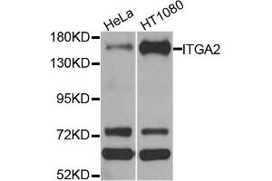 Western blot analysis of extracts of HeLa and HT1080 cell lines, using ITGA2 antibody. (ITGA2 antibody)