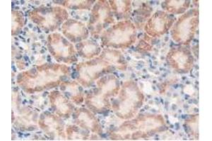 IHC-P analysis of Mouse Kidney Tissue, with DAB staining. (PTPRJ antibody  (AA 567-842))