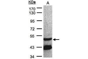 WB Image Sample(30 μg of whole cell lysate) A:Raji, 7.