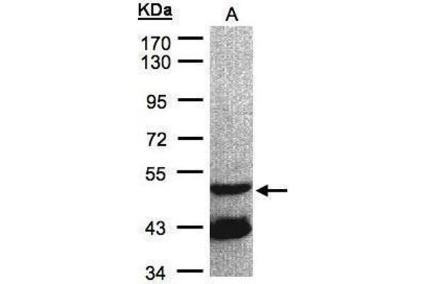 GNAL antibody  (Center)