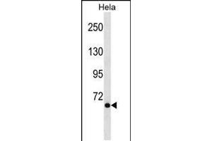 Western blot analysis in Hela cell line lysates (35ug/lane).