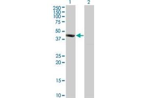 PSMD6 antibody  (AA 292-389)