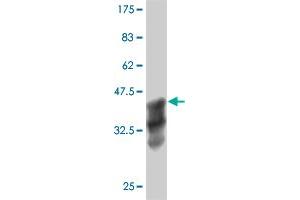 ANKRD17 antibody  (AA 2501-2603)