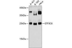 Western blot analysis of extracts of various cell lines, using GTF3C6 antibody (ABIN6133328, ABIN6141520, ABIN6141521 and ABIN6217157) at 1:3000 dilution.
