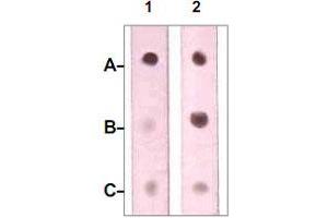 Dot Blot : 1 ug peptide was blot onto NC membrane. (Neurofibromin 1 antibody  (pSer2741))