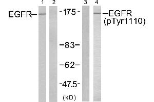 Western blot analysis of extracts from A431 cells untreated or treated with EGF (200ng/ml, 10mins), using EGFR (Ab-1110) antibody (Line 1 and 2) and EGFR (Phospho-Tyr1110) antibody (Line 3 and 4). (EGFR antibody  (pTyr1110))