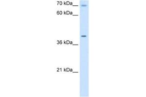 Western Blotting (WB) image for anti-Cytochrome C Oxidase Assembly Homolog 15 (COX15) antibody (ABIN2462983)