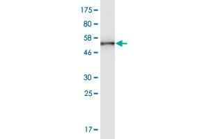 Western Blot detection against Immunogen (56. (SH3G2 antibody  (AA 1-279))