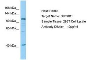 Image no. 1 for anti-Dehydrogenase E1 and Transketolase Domain Containing 1 (DHTKD1) (AA 126-175) antibody (ABIN6749954) (DHTKD1 antibody  (AA 126-175))