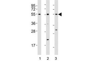 Western blot testing of Runx1 antibody at 1:2000 dilution.