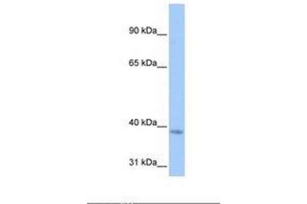 NSUN3 antibody  (AA 239-288)