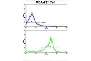 Flow Cytometric analysis of MDA-231 cells using SERPINA9 Antibody (Center)(bottom Histogram) compared to a Negative Control cell (top Histogram). (SERPINA9 antibody  (Middle Region))