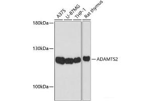 Western blot analysis of extracts of various cell lines using ADAMTS2 Polyclonal Antibody at dilution of 1:1000. (Adamts2 antibody)