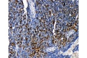 IHC-P: TRAF4 antibody testing of rat lymphonodus tissue. (TRAF4 antibody  (C-Term))